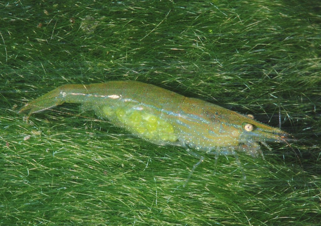 Green Babaulti garnaal, referentiebeeld