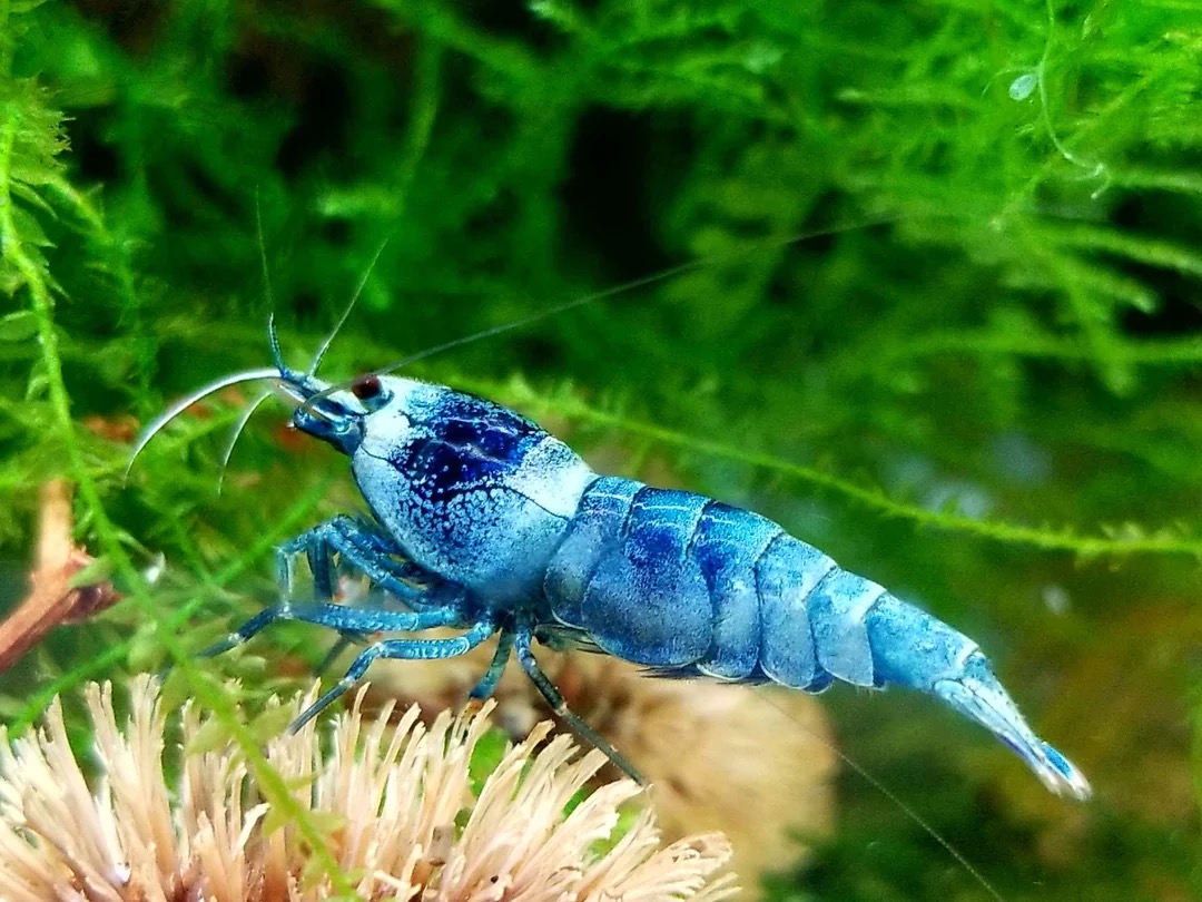 Blue Bolt garnaal, referentiebeeld