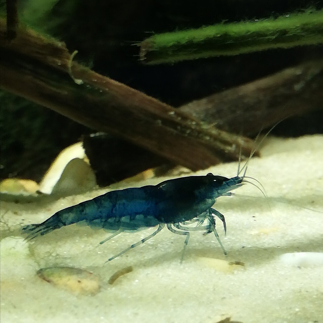 Blue Dream garnaal, referentiebeeld