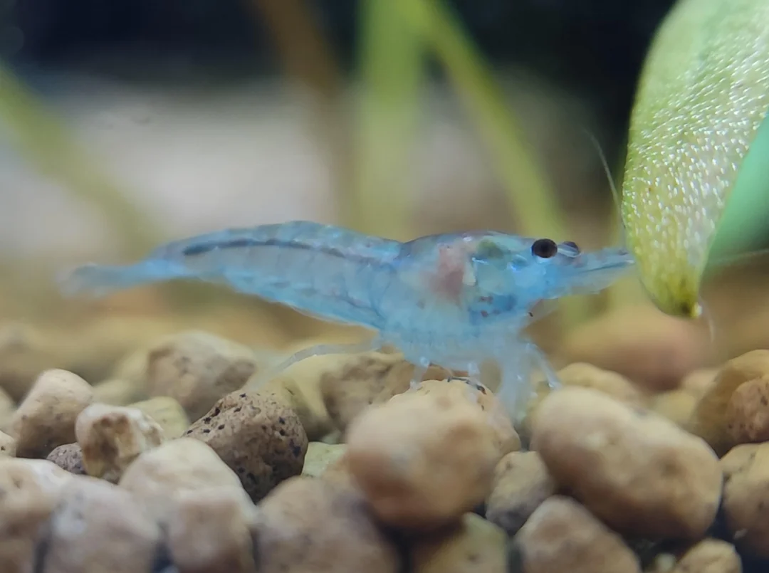 Blue Jelly garnaal, referentiebeeld