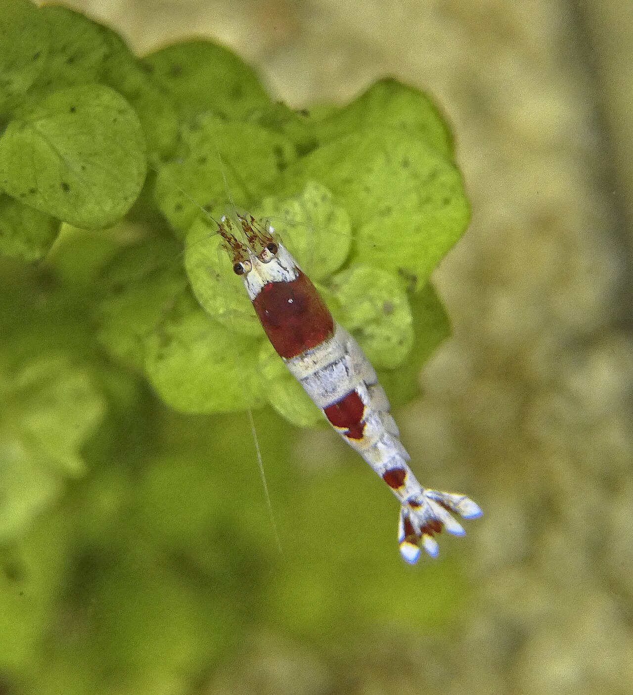 Crystal Red garnaal, referentiebeeld