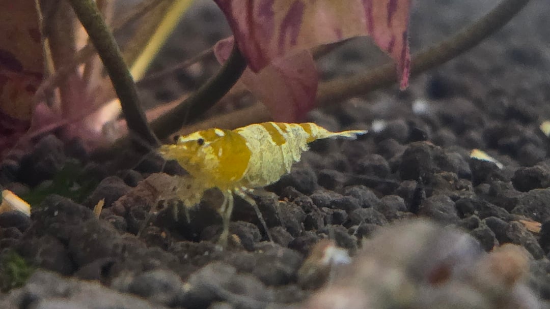 Golden Bee garnaal, referentiebeeld