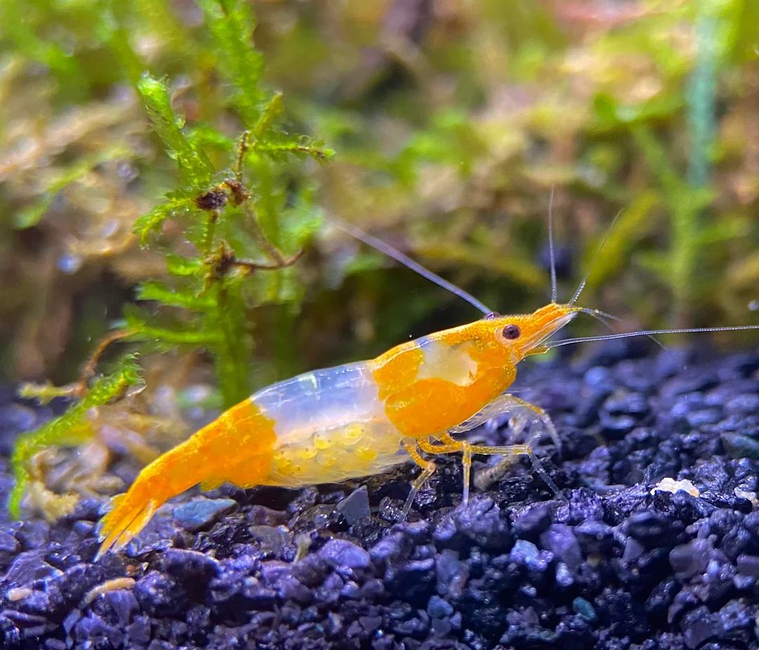 Orange Rili garnaal, referentiebeeld