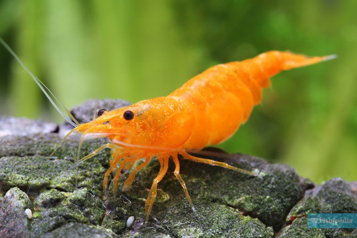 Orange Sakura garnaal, referentiebeeld