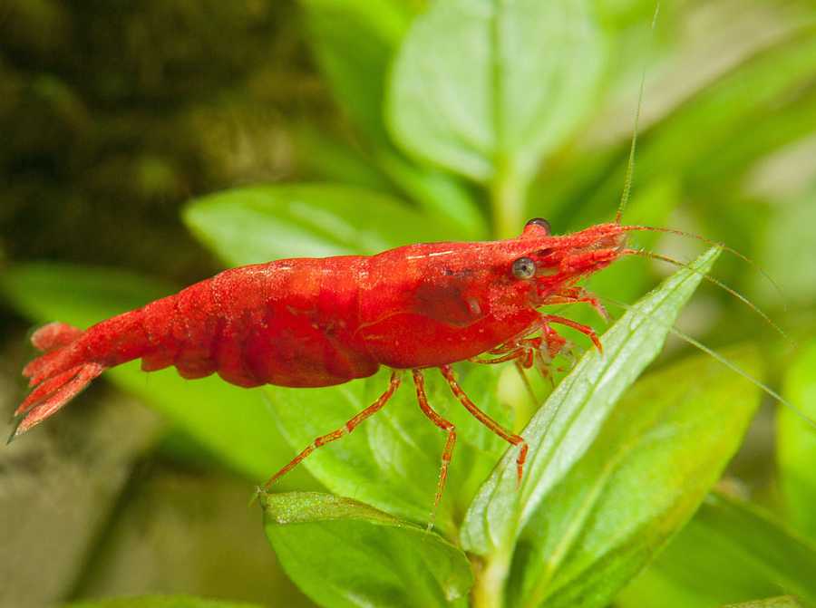 Red Cherry garnaal, referentiebeeld