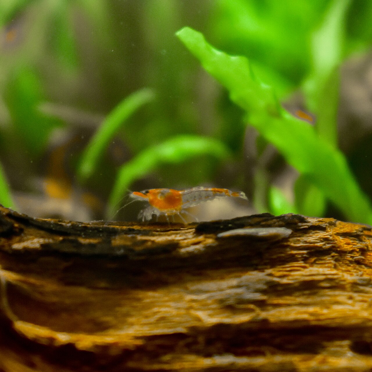 Red Rili garnaal, referentiebeeld