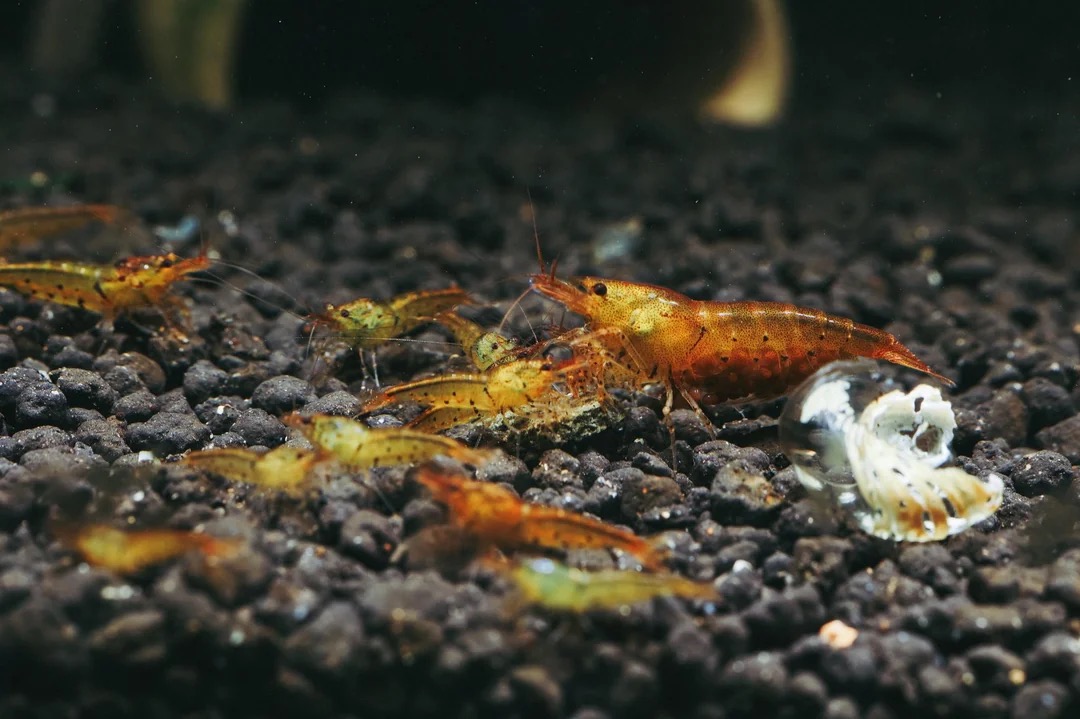 Tangerine Tiger garnaal, referentiebeeld
