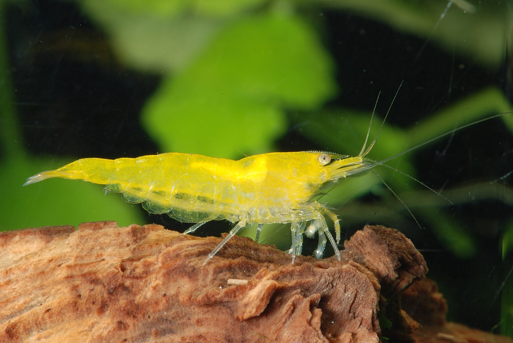 Yellow Fire garnaal, referentiebeeld
