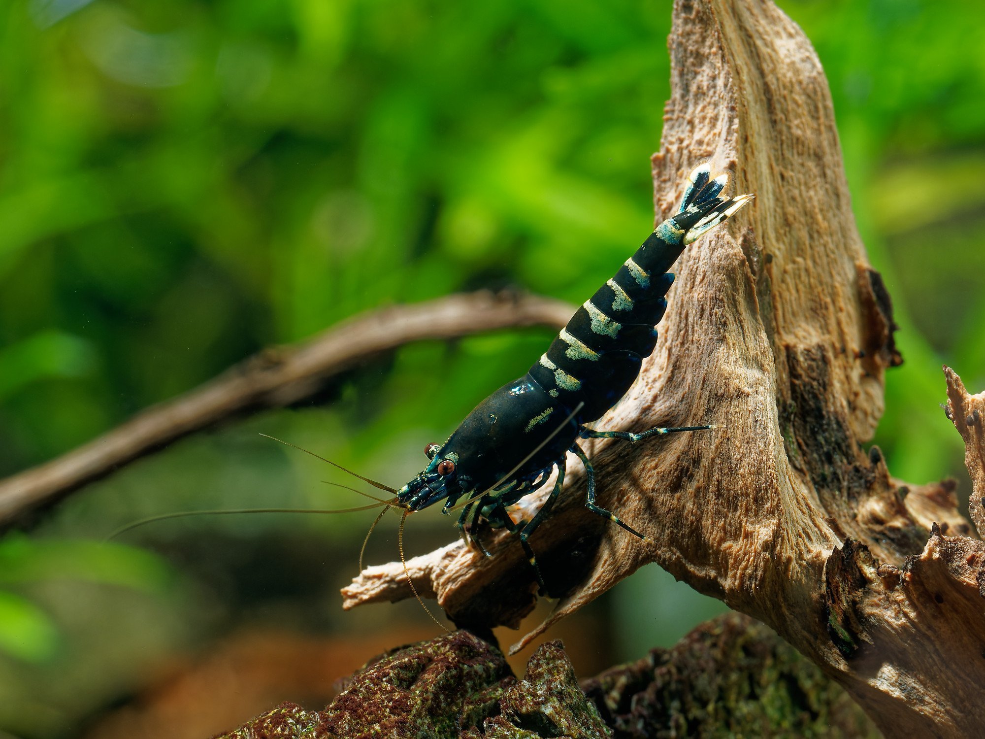 Zebra Pinto garnaal, referentiebeeld